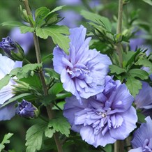 Syrisk rose "Blue Chiffon"